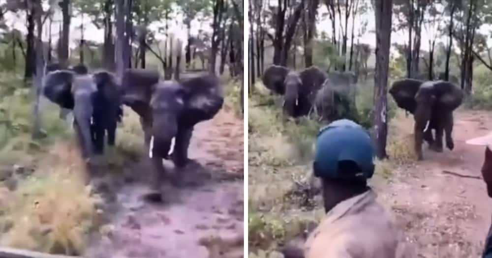 Viral TikTok of two elephants chasing people in safari 4x4