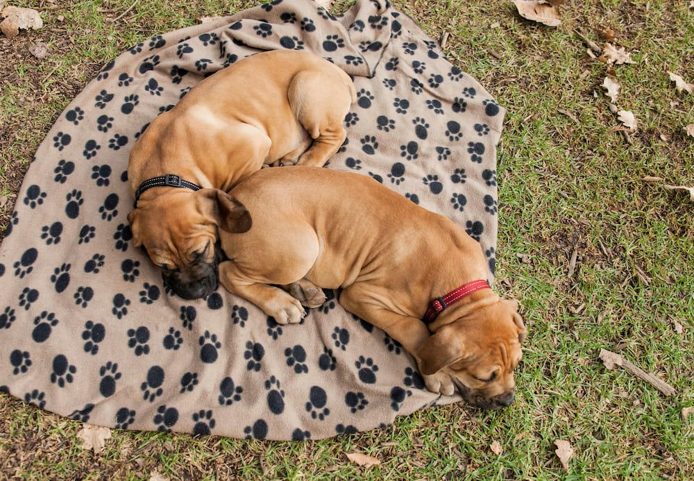 How much is a Boerboel dog in Kenya?