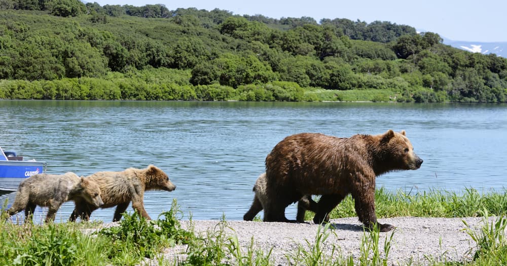 Bears, World News, Reactions