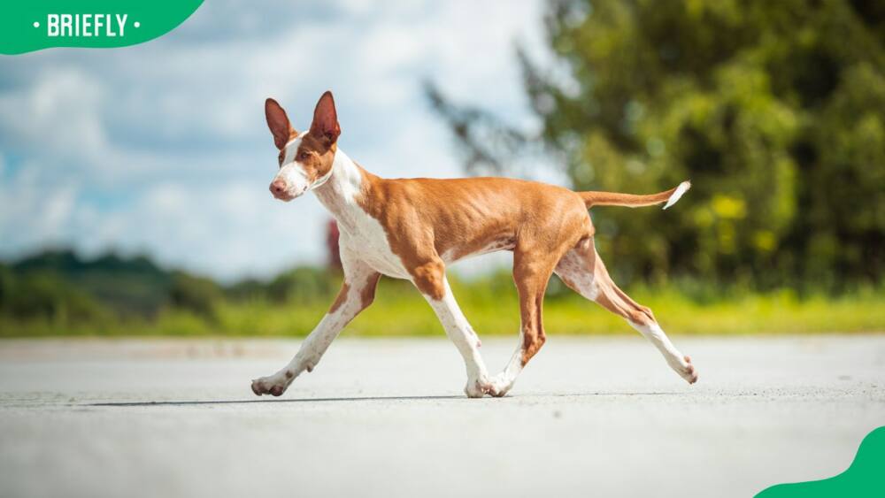Ibizan hound walking on the road
