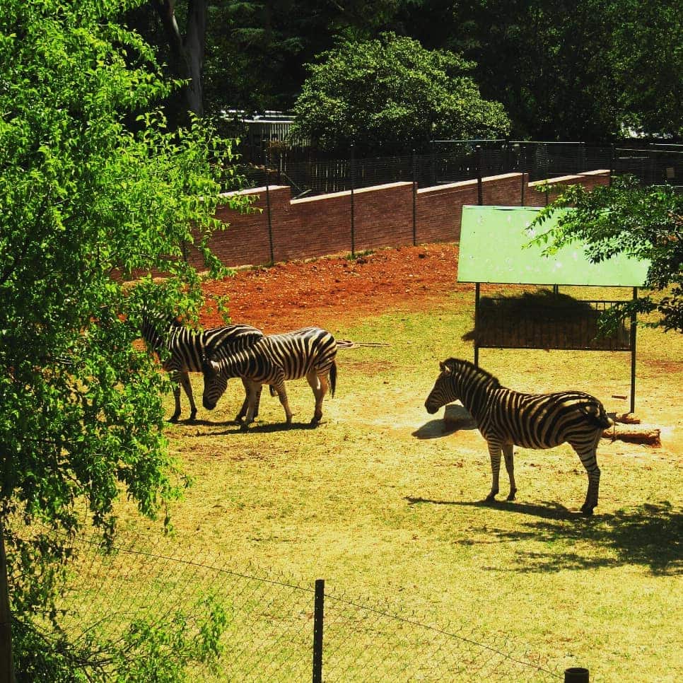 Johannesburg zoo updated fees, animals, operating hours