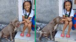 TikTok video of pit bull nibbling on little girl's hand sparks online fear and heated reactions