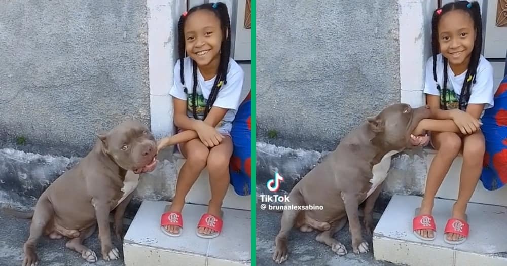 Video of a pit bull nibbling a little girl's hand
