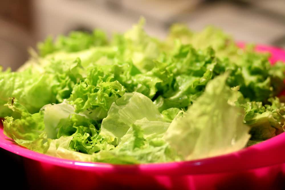 lettuce is among the most profitable vegetables to grow in South Africa