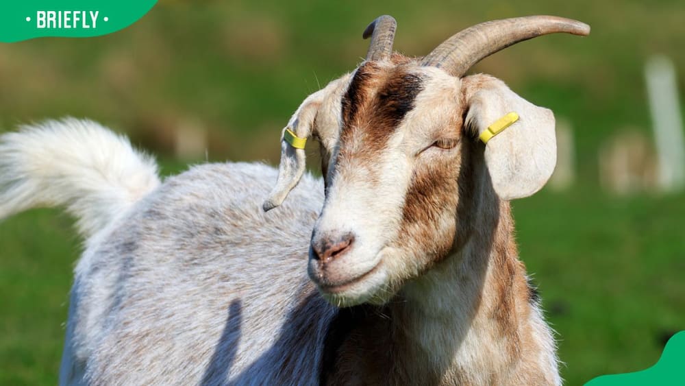 Boer goats’ breeding
