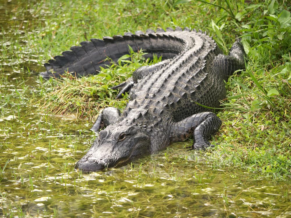 An alligator at Big Cypress National Preserve in Florida