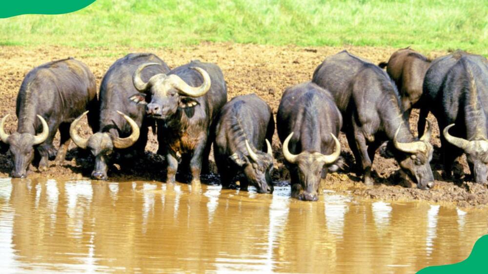 Big Five animals Africa