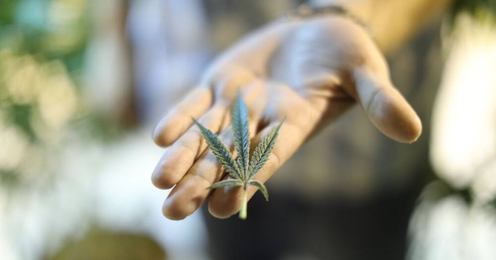 Business news: South African cannabis industry R650m company