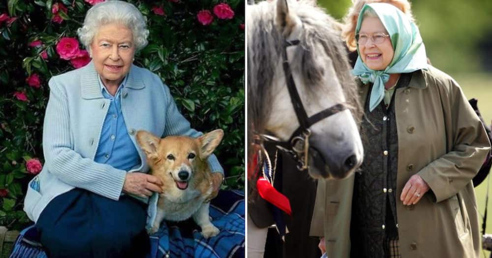 Queen Elizabeth II loved corgis