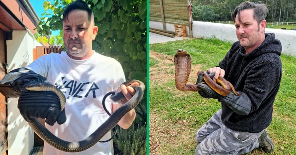 Seasoned Snake Catcher Gerrie Heyns with a Cape Cobra and a boomslang