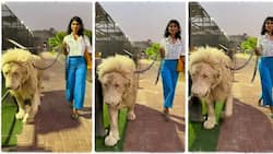 TikTok video of a fearless lady holding a lion with a chain and walking on the road causes a huge stir: "She was not afraid"
