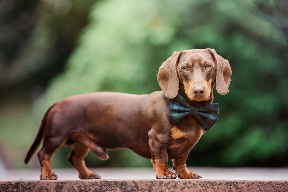 A Dachshund posing with a bow tie