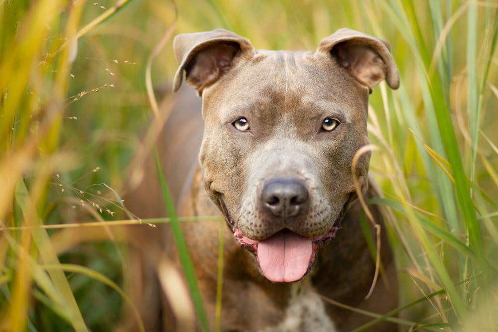 A pit bull that makes direct eye contact should be avoided