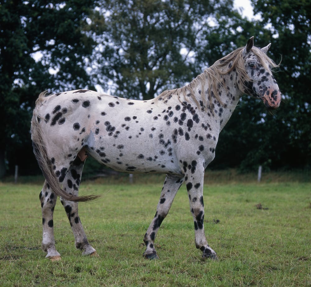 Which is the most rare breed of horse?
