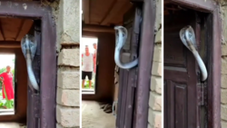 "His house now": Frightened cobra stuck in door has peeps online freaked out