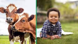 South African man puts baby with cows to test DNA: Viral video has people sharing mixed reactions