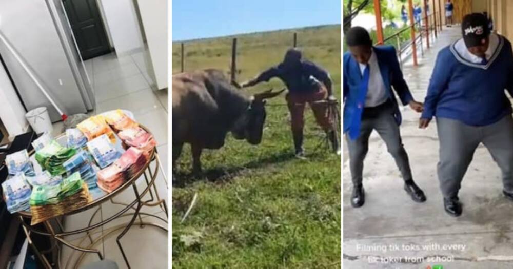 Weekly wrap: Man hails his bull, South Africans save R186 in 1 year