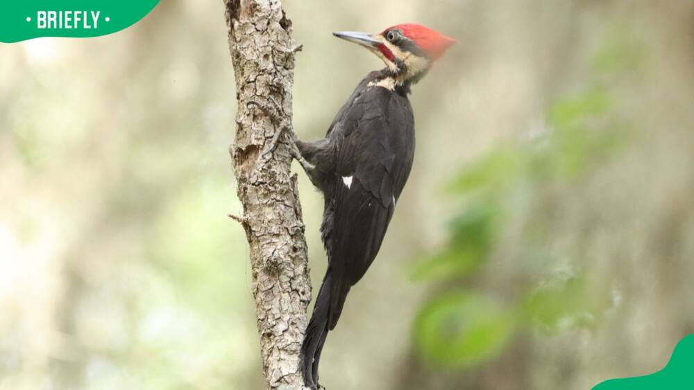 An ivory-billed woodpecker on a tree