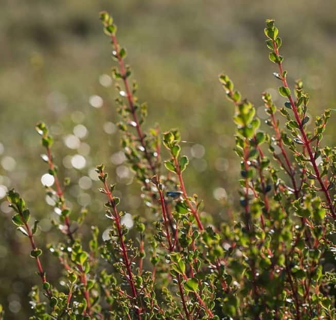 south african plants