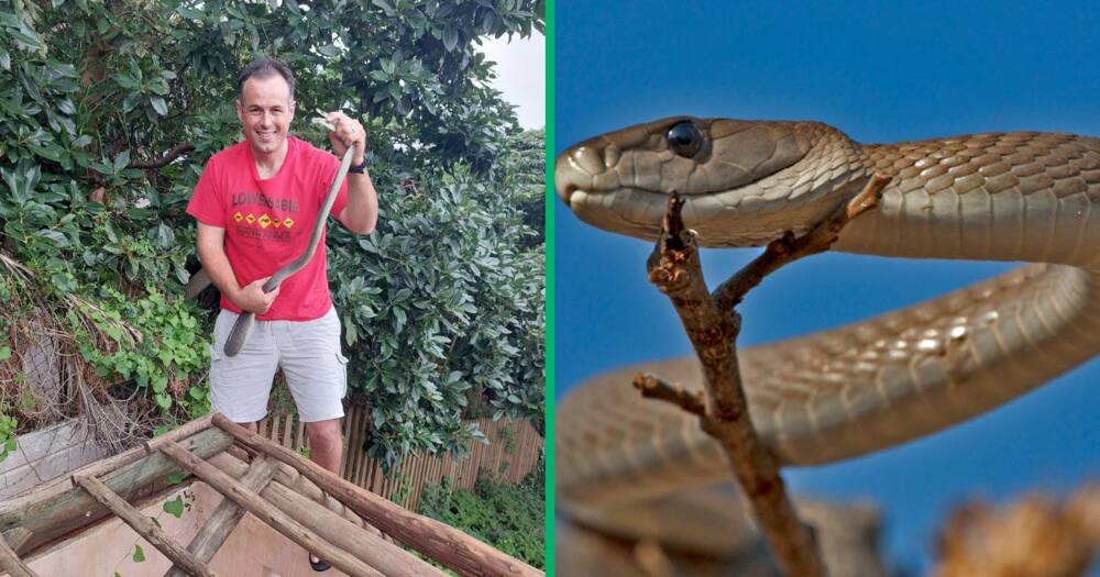 ‘Unhappy’ Big Black Mamba Hides in Leaf Blower, Nick Evans Details ...