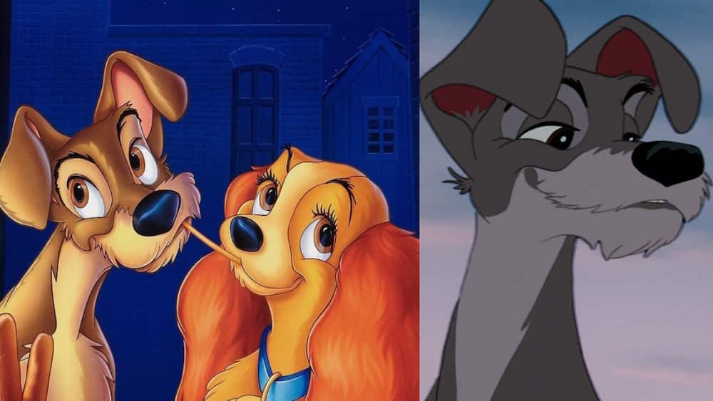 Tramp and Lady from Disney's Lady and the Tramp