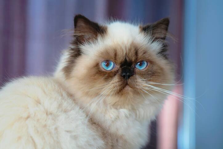 A flat-faced, blue-eyed Himalayan cat
