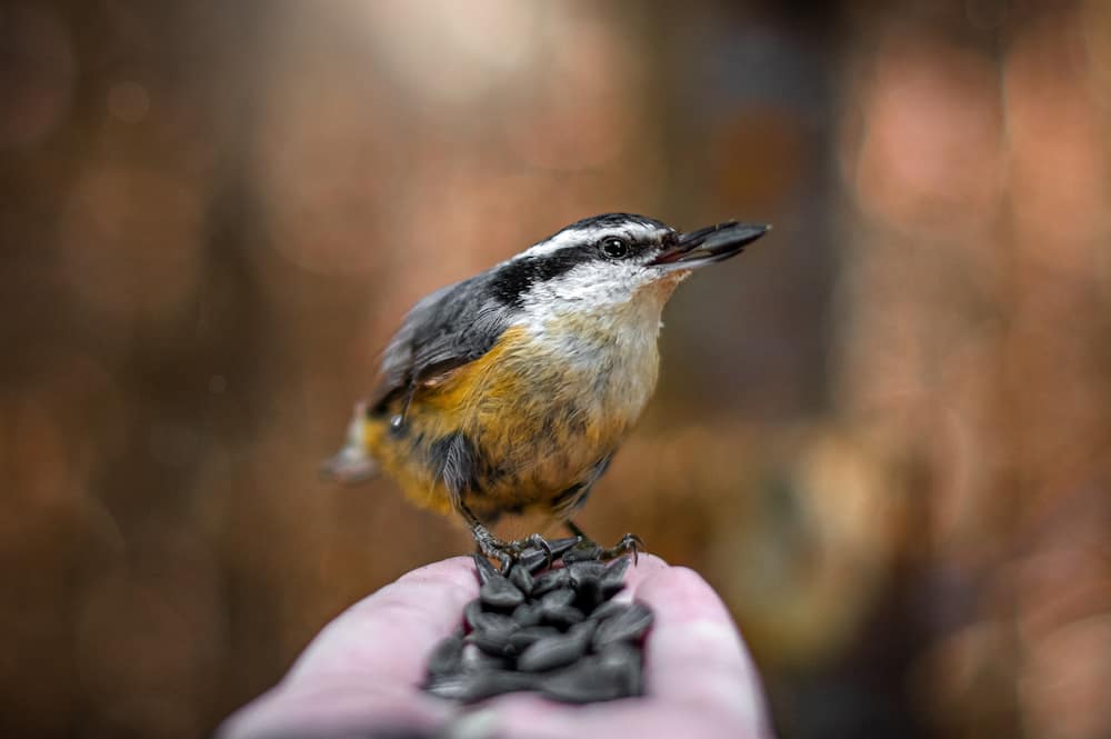 Close-up of a hand holding a red- breasted nuthatch