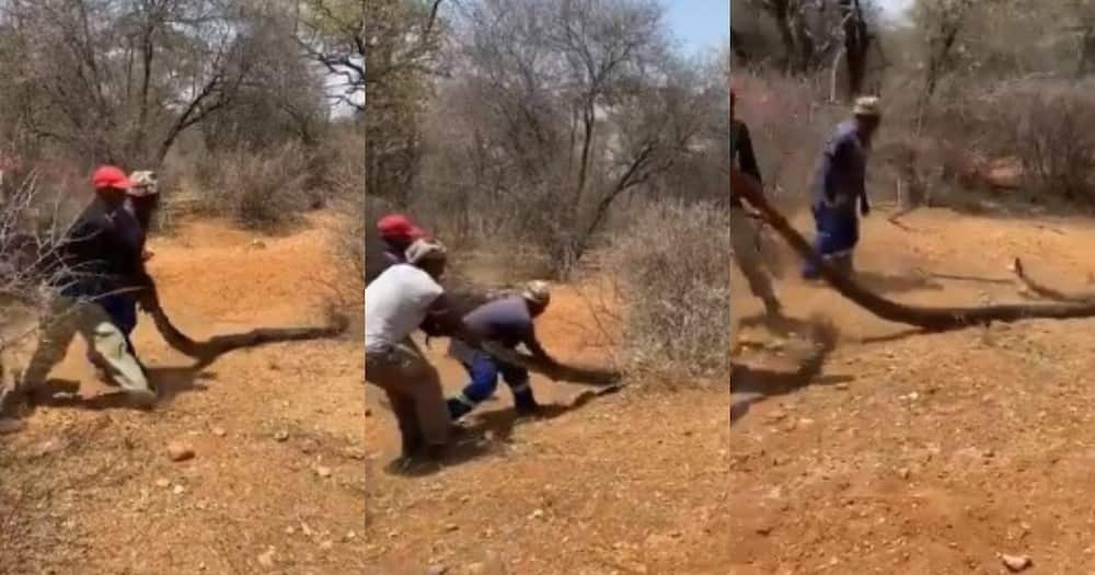 Turn off FB IA: Mzansi, can't deal, video, men dragging, large snake