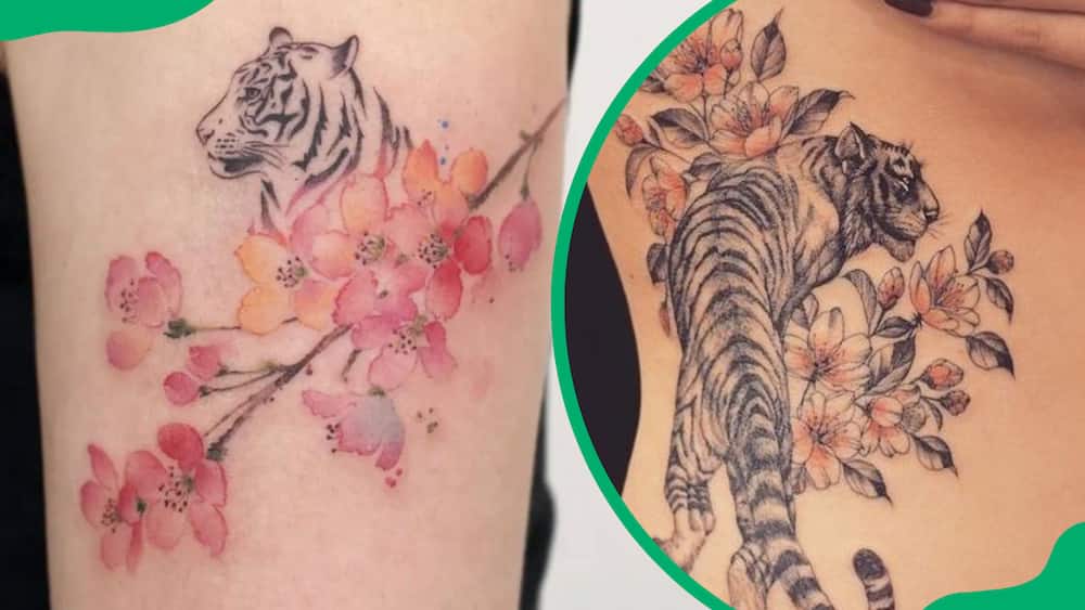 Cherry Blossom tiger tattoo design
