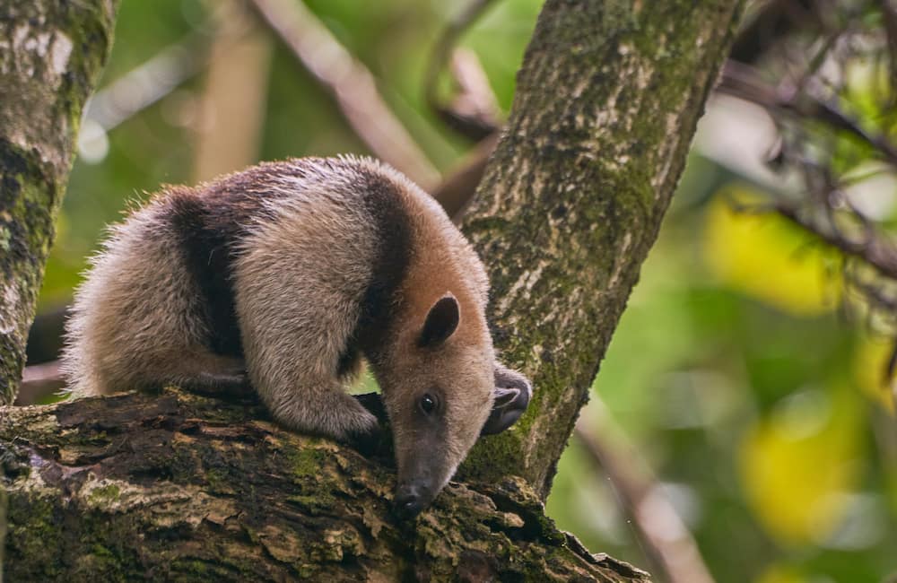 Arboreal anteater in Manuel Antonio National Park