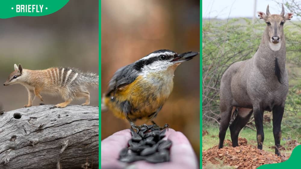 Numbat (L), Nuthatch (C), and Nilgai (R)
