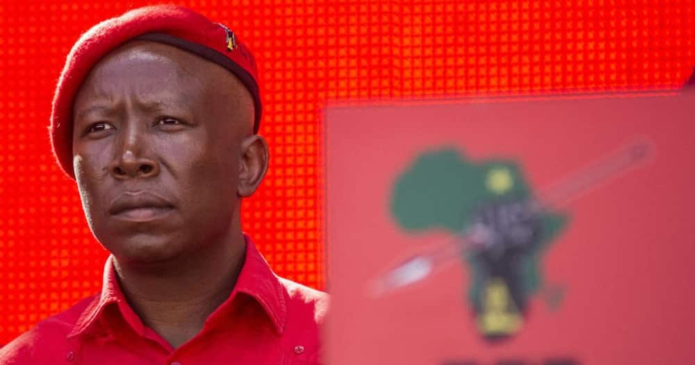 Leader of the EFF Julius Malema
