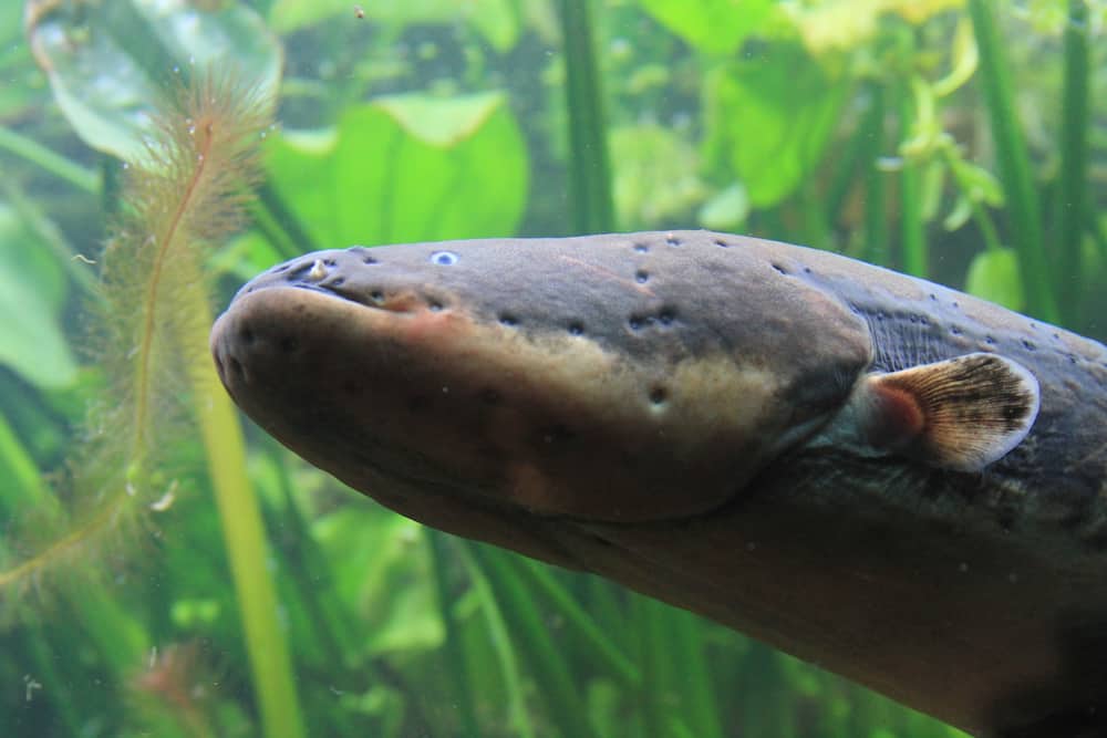 Close up of an electric eel.