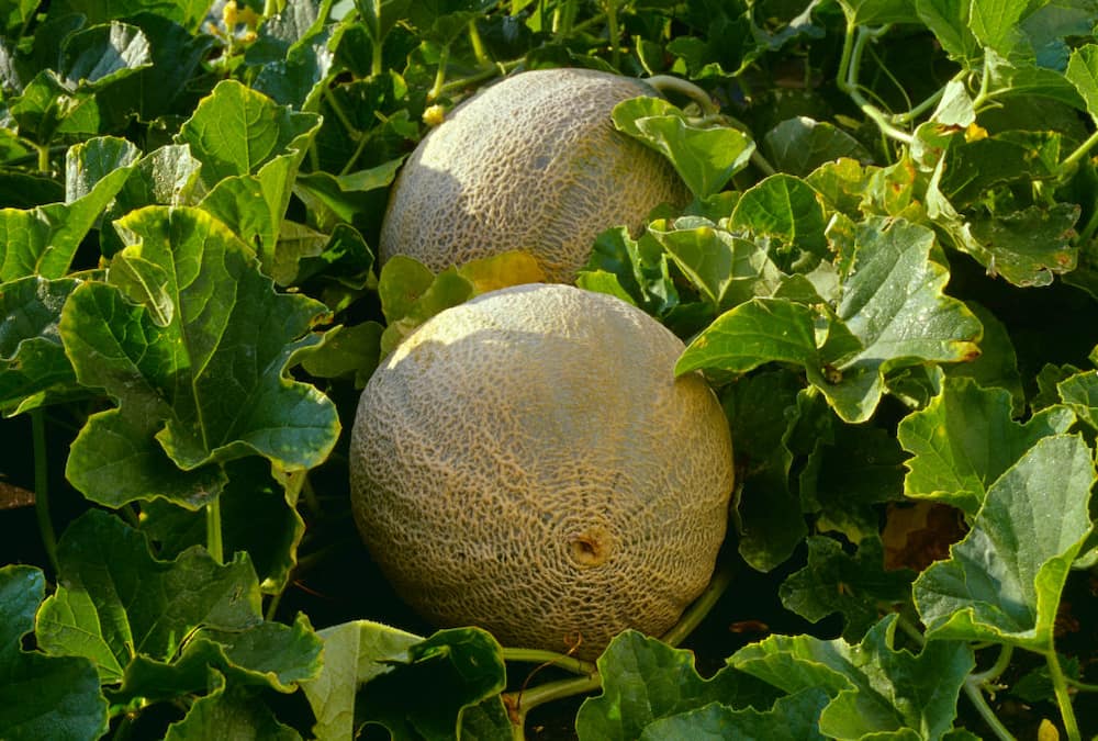 Cantaloupes in the field