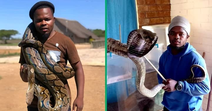 Snake Enthusiast Stuns Mzansi With Impressive Collection, SA Cracks ...