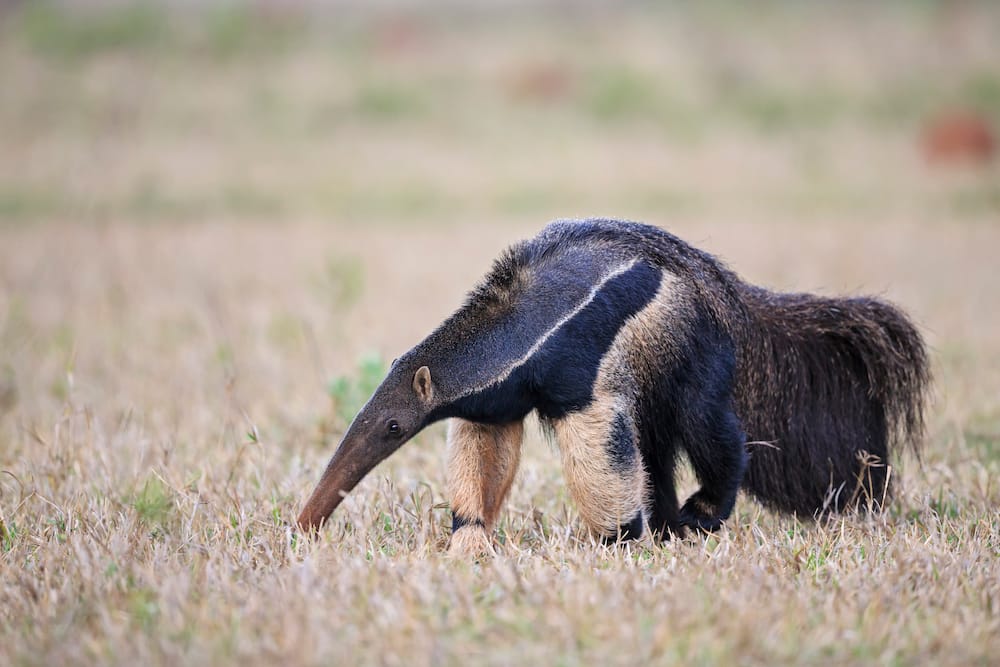 Anteater in Mato Grosso, Brazil