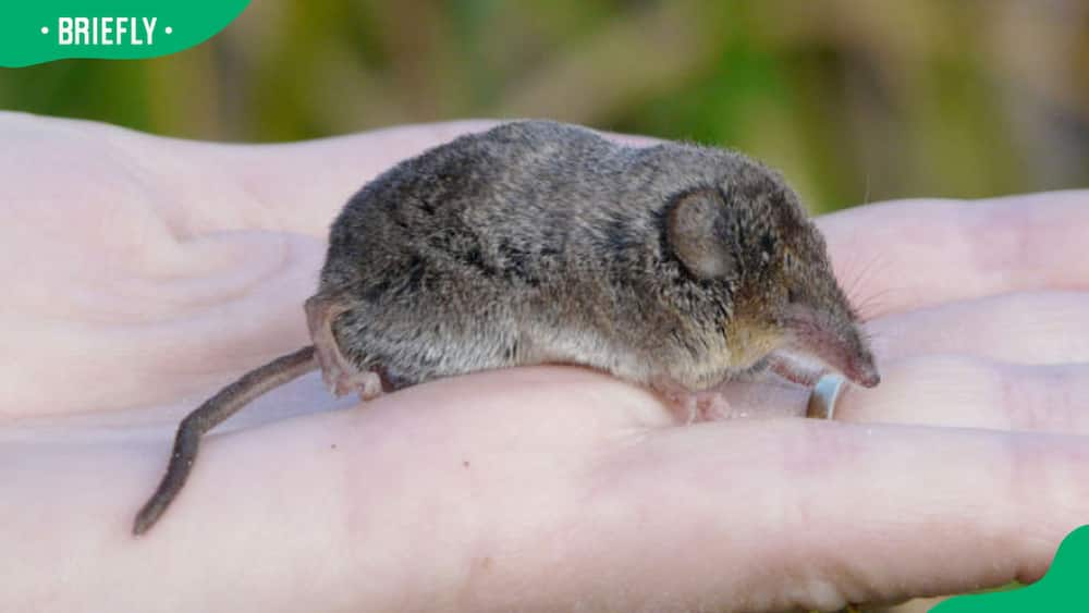 A person holding a Xanthippe's shrew