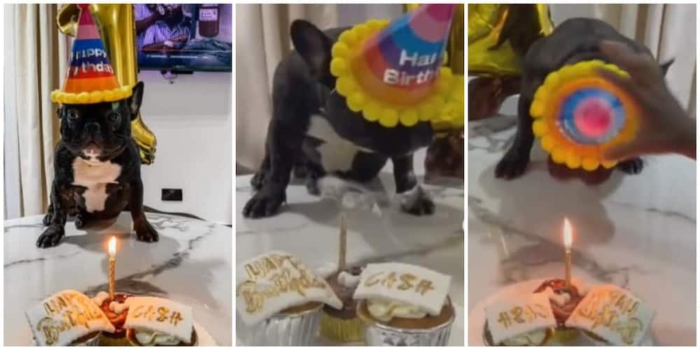 Nigerians react as family celebrate birthday for their dog in new video