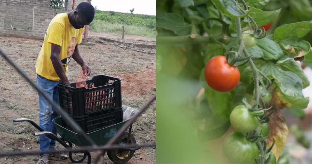 Locals Applaud Hardworking Man Who Walks 15km to Sell His Veggies