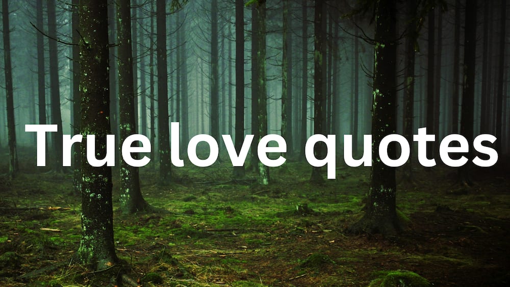 50+ True Love Quotes that will Touch Your Soul