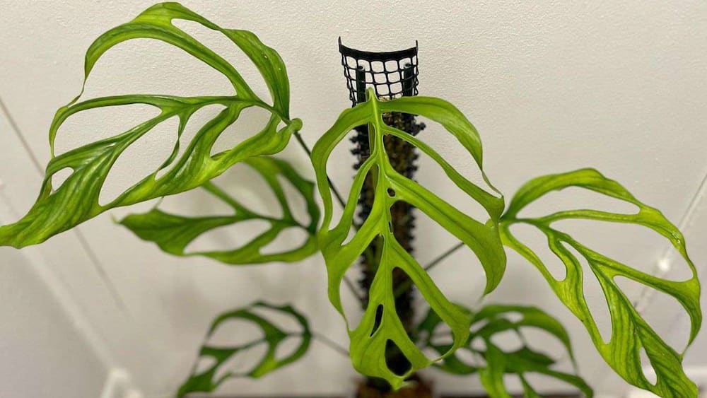 A Monstera obliqua Peru plant in a fancy planter