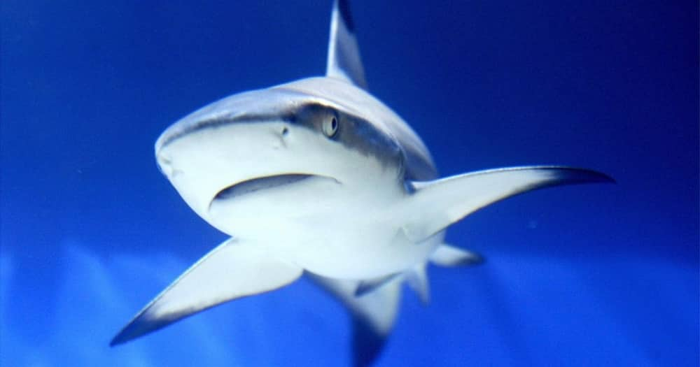 Fact Check, No, shark, not stolen, debunked