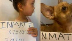 Parents make mischievous kid take a mugshot, the results are hilarious