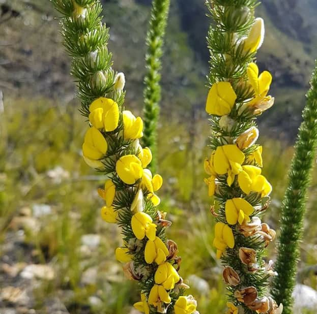 traditional medicine in south africa