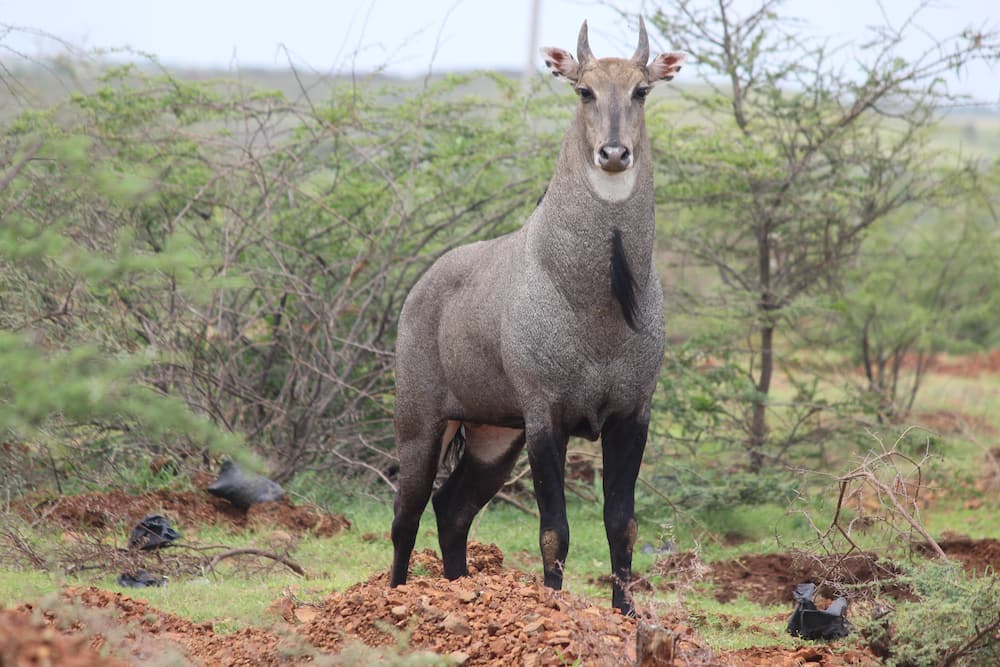 Nilgai captured in a forest