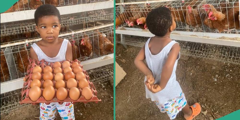 Little girl at a poultry farm