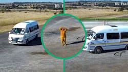 Hilarious video shows taxi dragged by tractor in Mpumalanga intersection, Mzansi roars with laughter