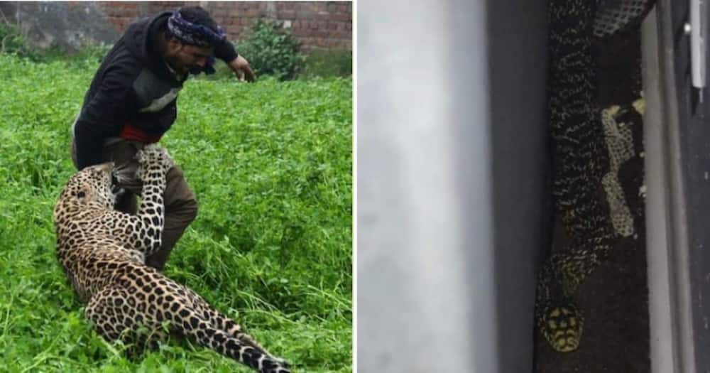 Weekly Wrap: Man Finds Huge Snake in His House and 5 Dogs Save a Man Being  Attacked by a Leopard 