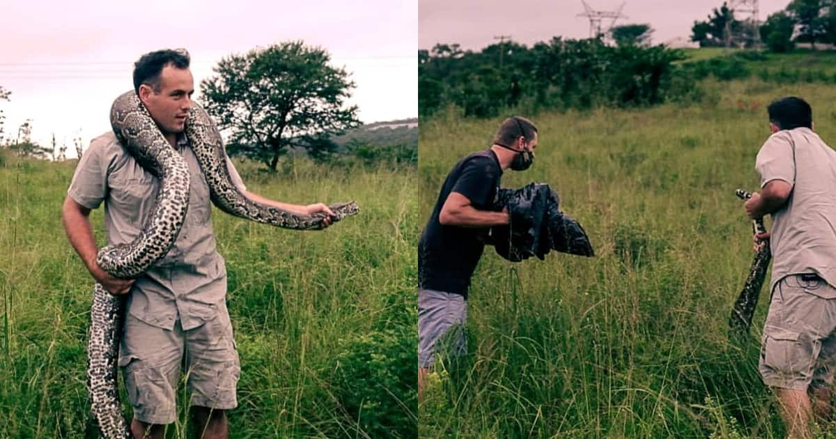 Snake vs Goat: Nick Evans Rescues Massive Hungry Python on Durban Farm ...