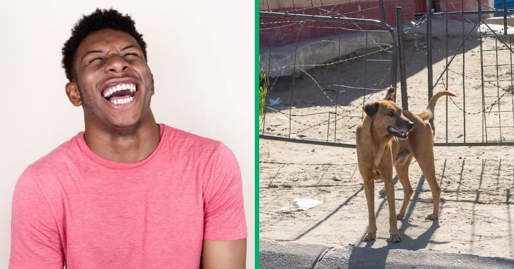 South Africans were entertained by a kasi dog's shenanigans